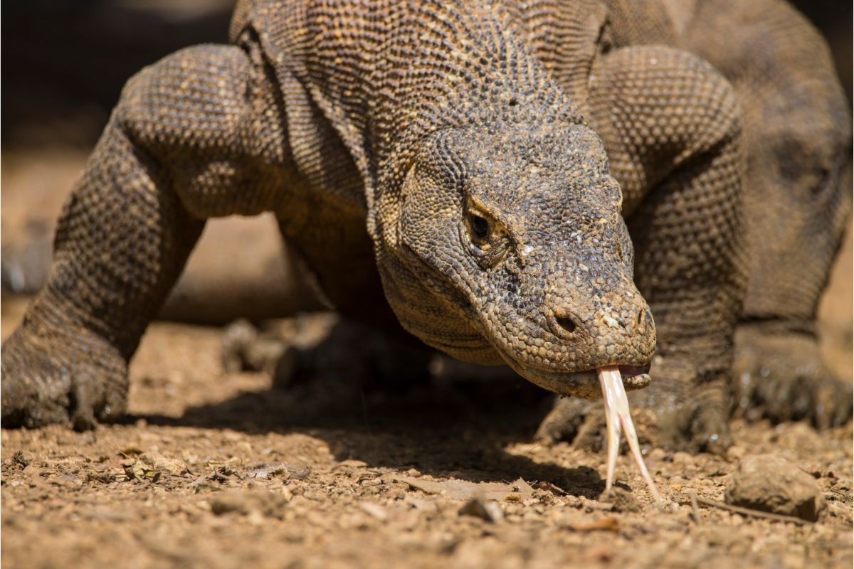 Komodo Island will close for conservation.